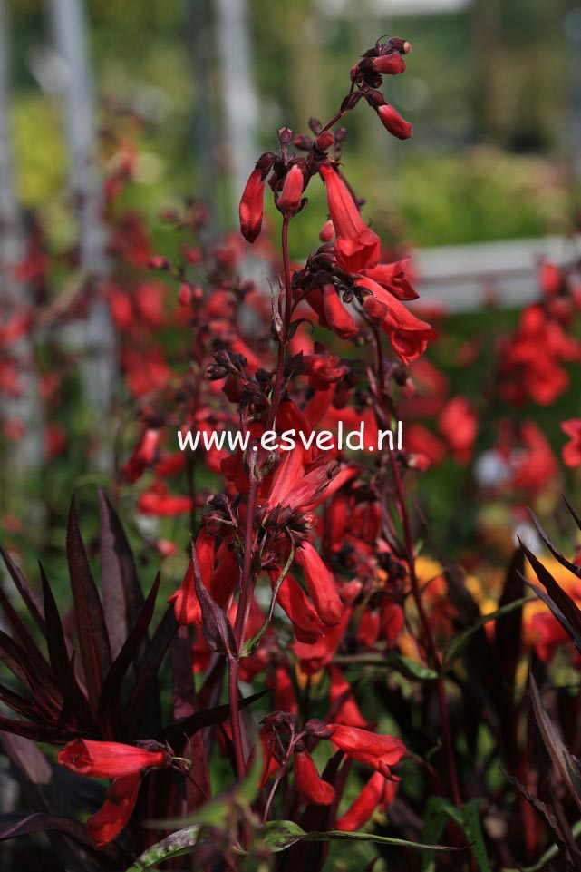 Penstemon 'Schoenholzeri'