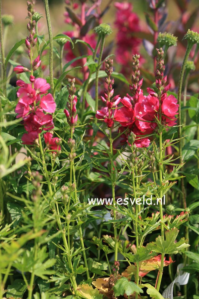 Sidalcea oregana 'Brilliant'