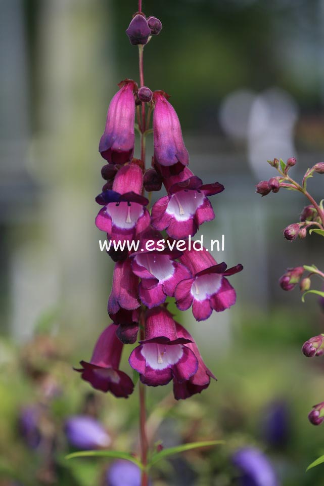 Penstemon 'Purple Passion'