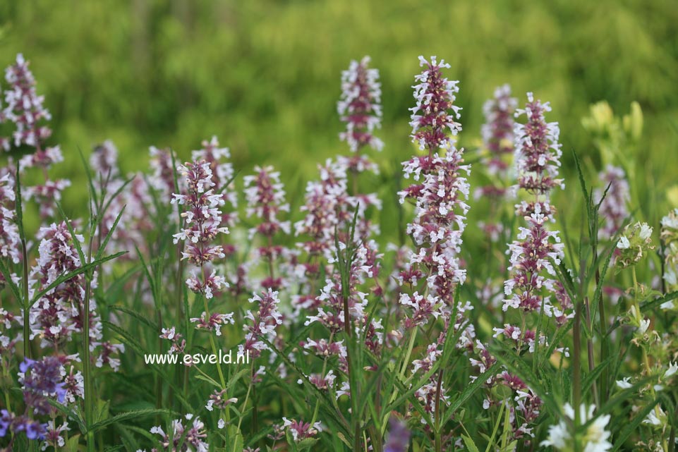 Nepeta grandiflora 'Dawn to Dusk'