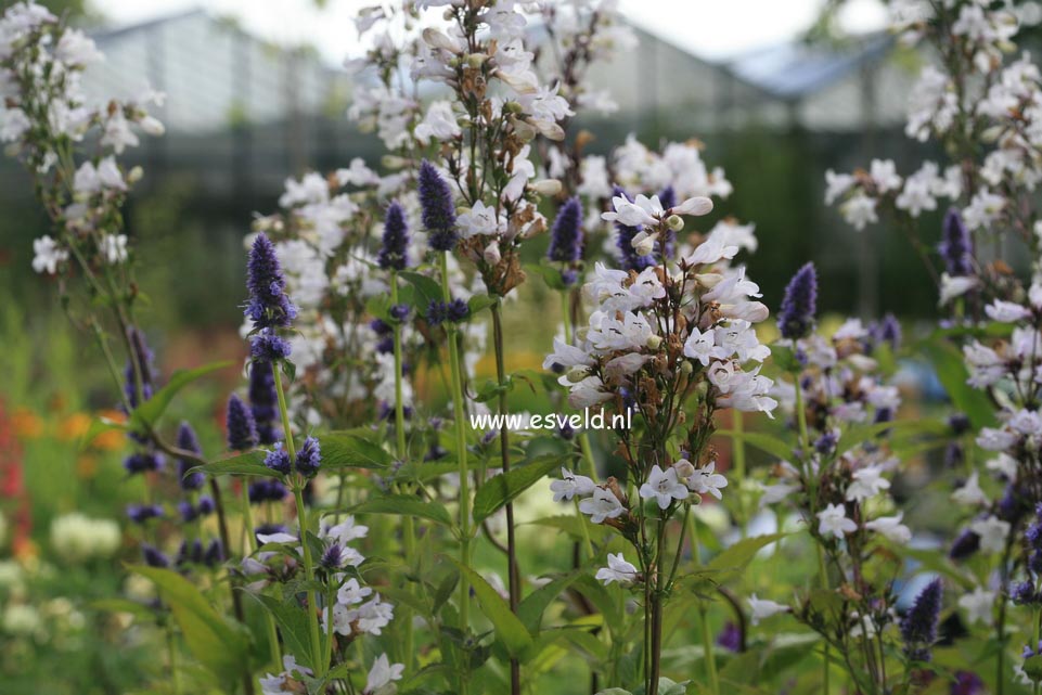 Penstemon digitalis 'Husker Red'