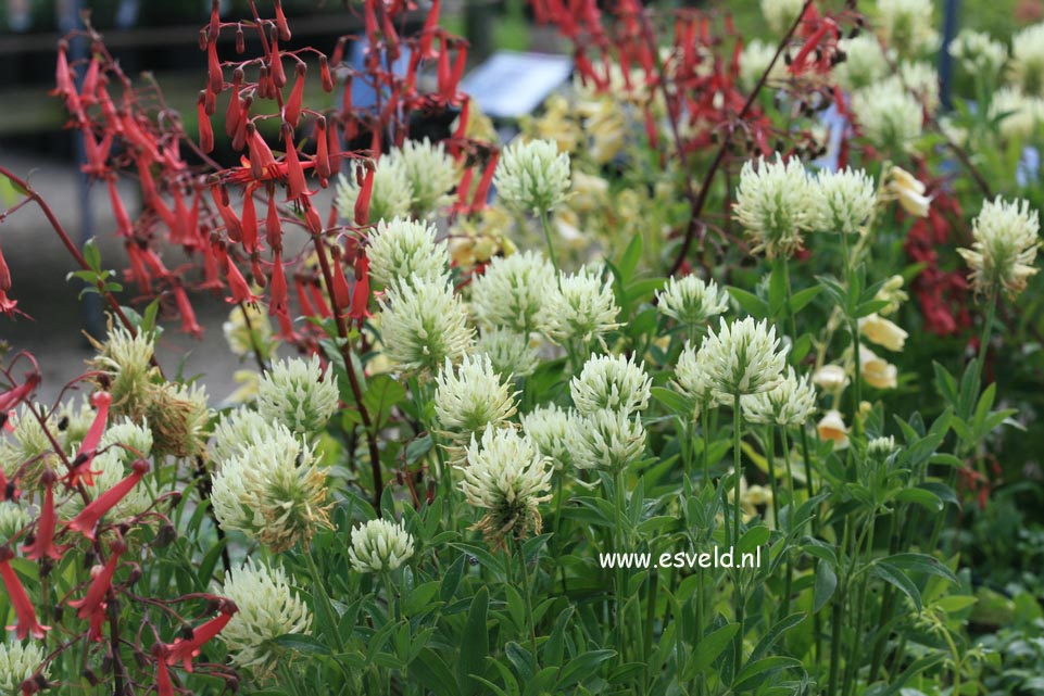 Trifolium ochroleucon