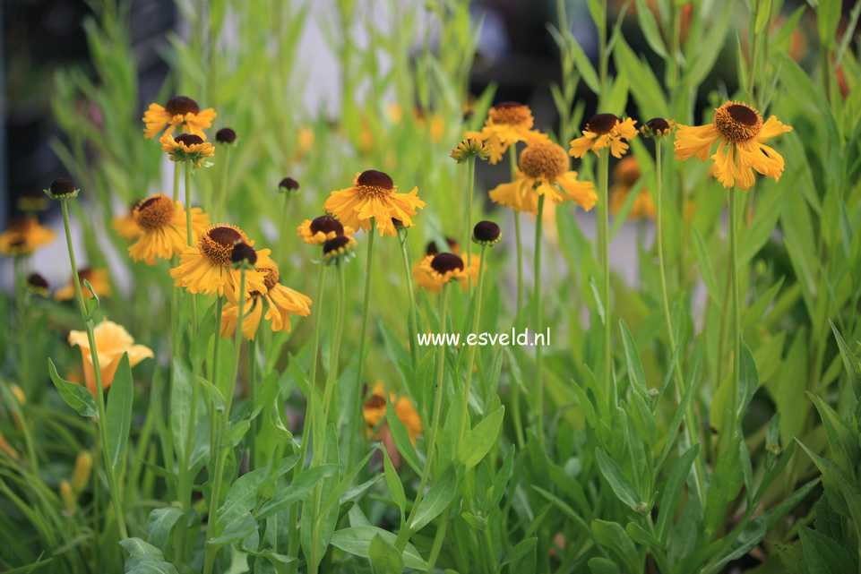 Helenium bigelovii 'The Bishop'