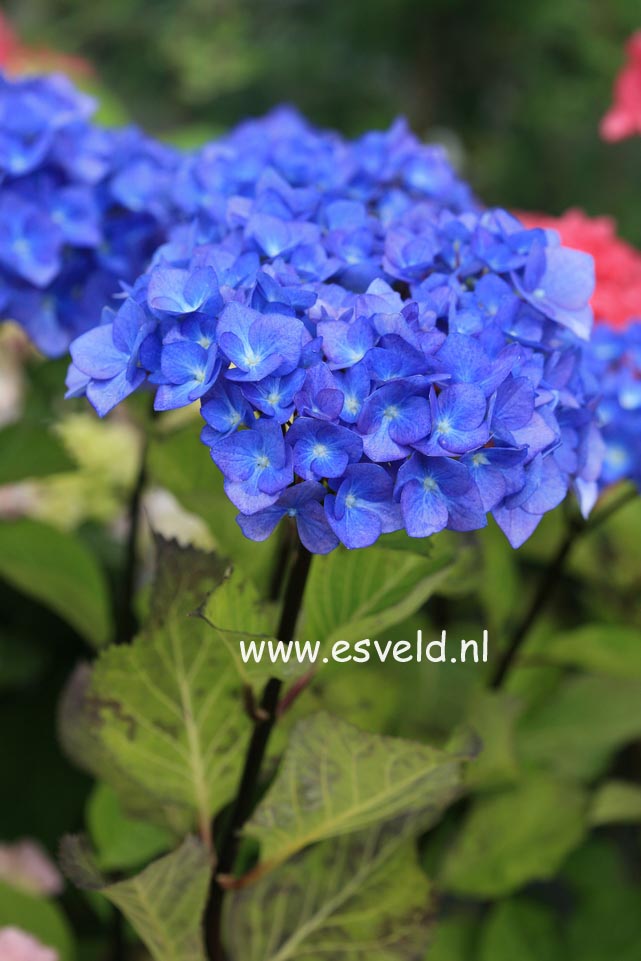 Hydrangea macrophylla 'Blue Ball' (BLACK STEEL)