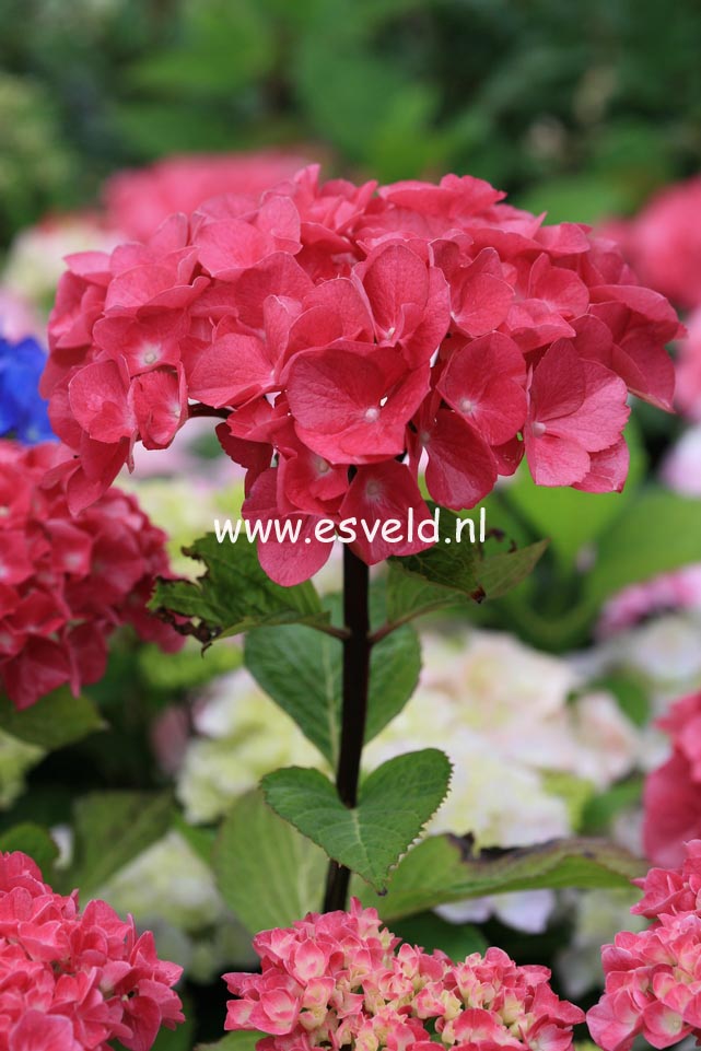 Hydrangea macrophylla 'Pink Ball' (BLACK STEEL)