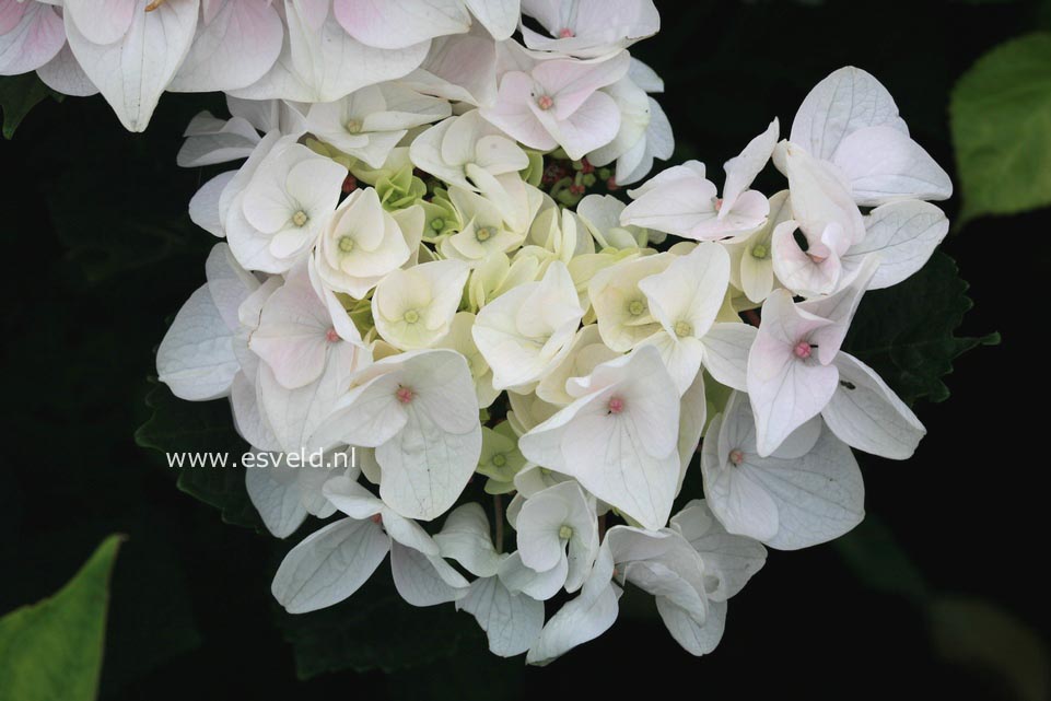 Picture and description of Hydrangea macrophylla 39;White Spirit39;