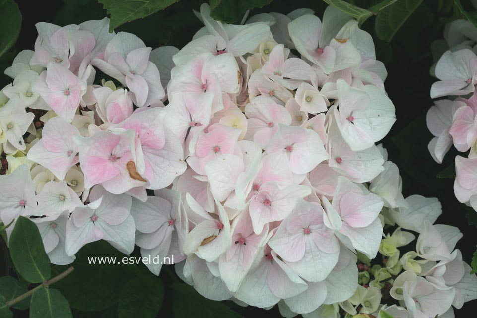 Hydrangea macrophylla 'White Spirit'