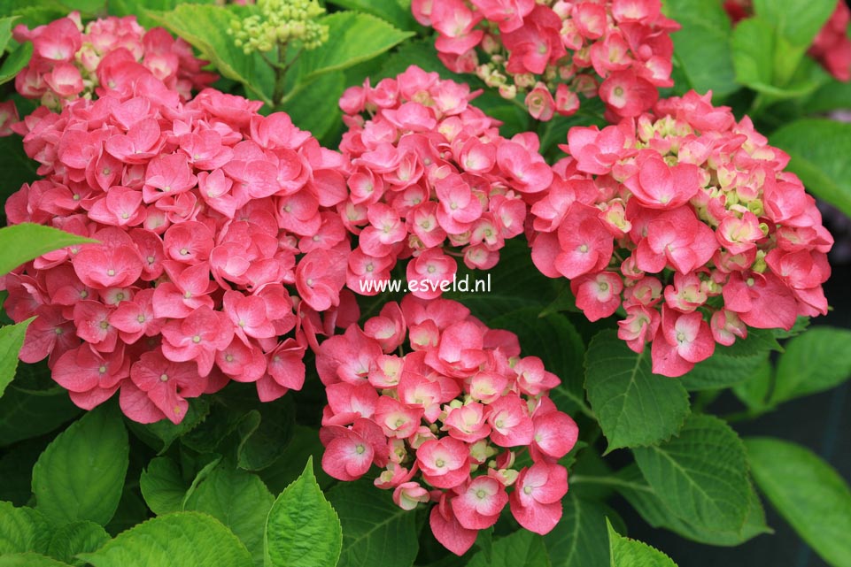 Hydrangea macrophylla 'Eugen Hahn'