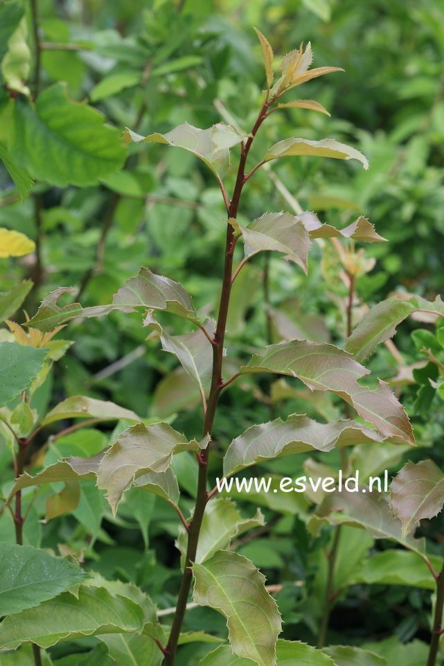 Itea yunnanensis