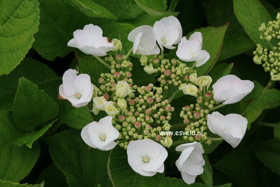 Hydrangea macrophylla 'Veitchii'