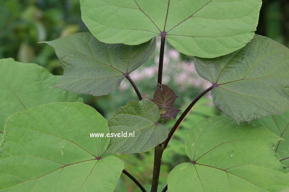 Catalpa ovata