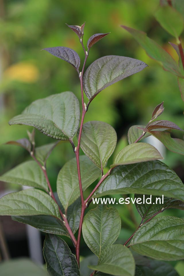 Styrax japonicus 'Purple Dress'