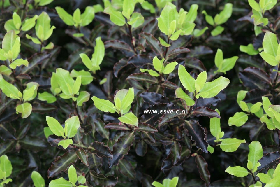 Pittosporum tenuifolium 'Tom Thumb'