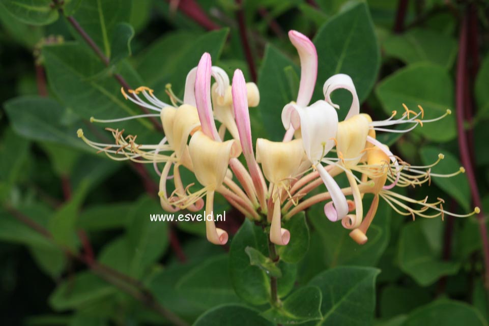 Lonicera periclymenum 'Munster'