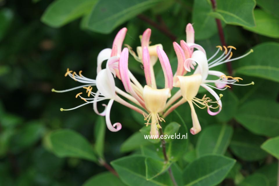 Lonicera periclymenum 'Munster'