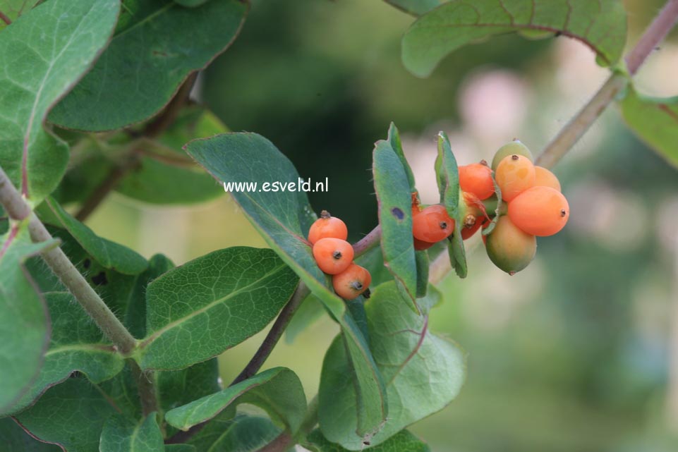 Lonicera caprifolium 'Inga'