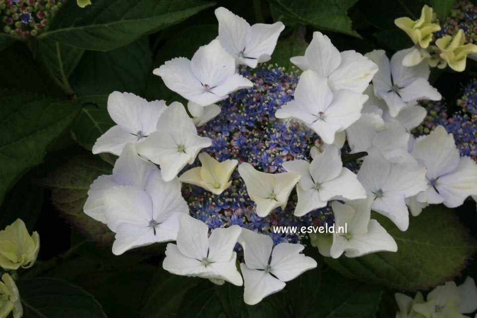 Hydrangea macrophylla 'Green Tonic'