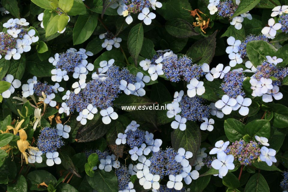 Hydrangea serrata 'Aigaku'