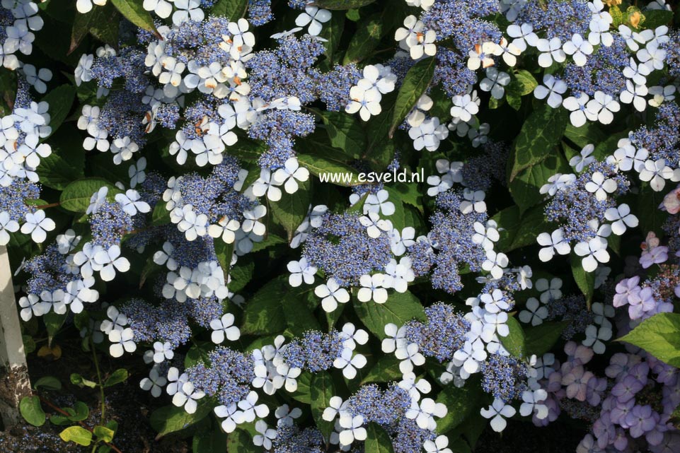 Hydrangea serrata 'Imperatrice Eugenie'