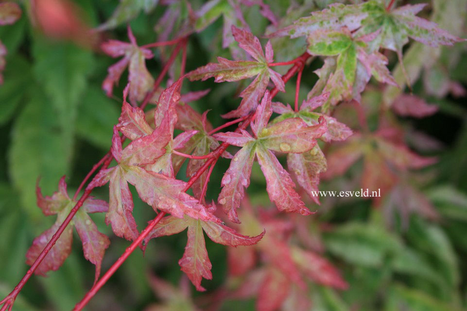 Acer palmatum 'Beni zuru'