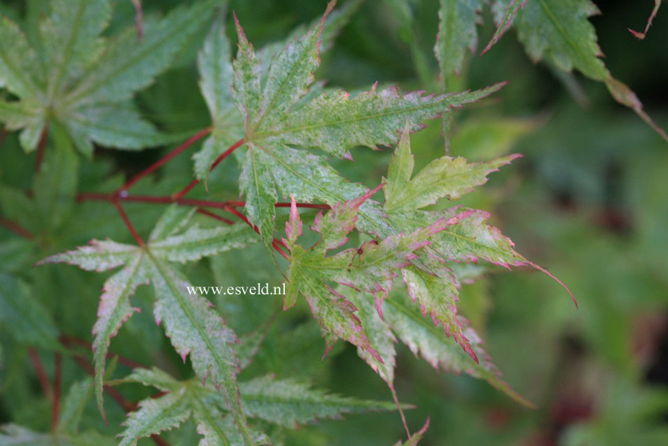 Acer palmatum 'Marakumo' (Hort. non Japan)