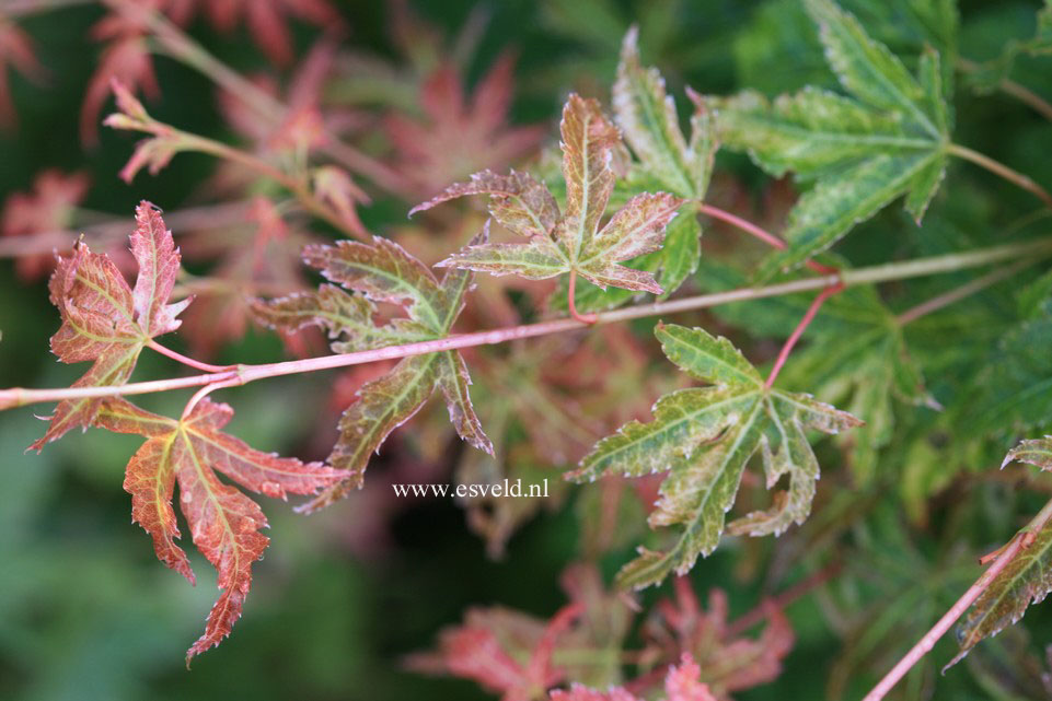 Acer palmatum 'Harusama' (Syohwa Period)