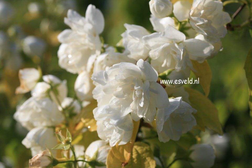 Philadelphus 'Yellow Hill'