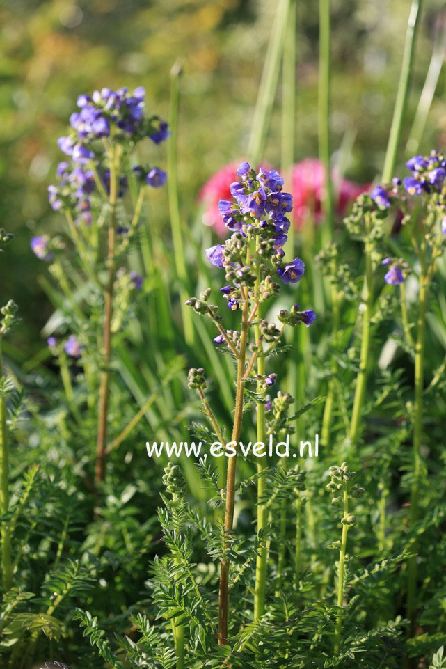 Polemonium caeruleum