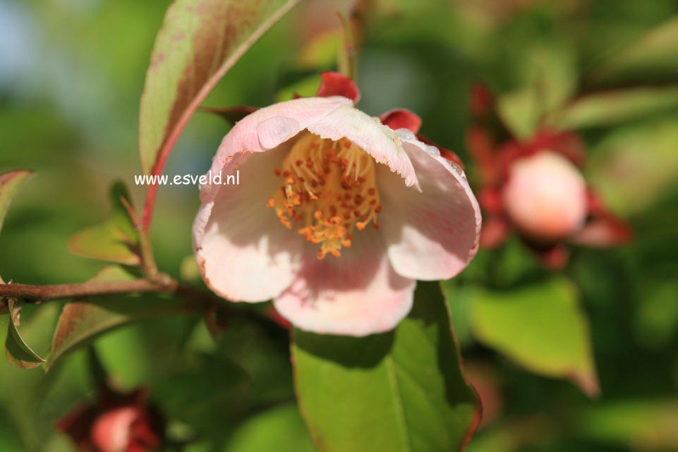 Stewartia rostrata