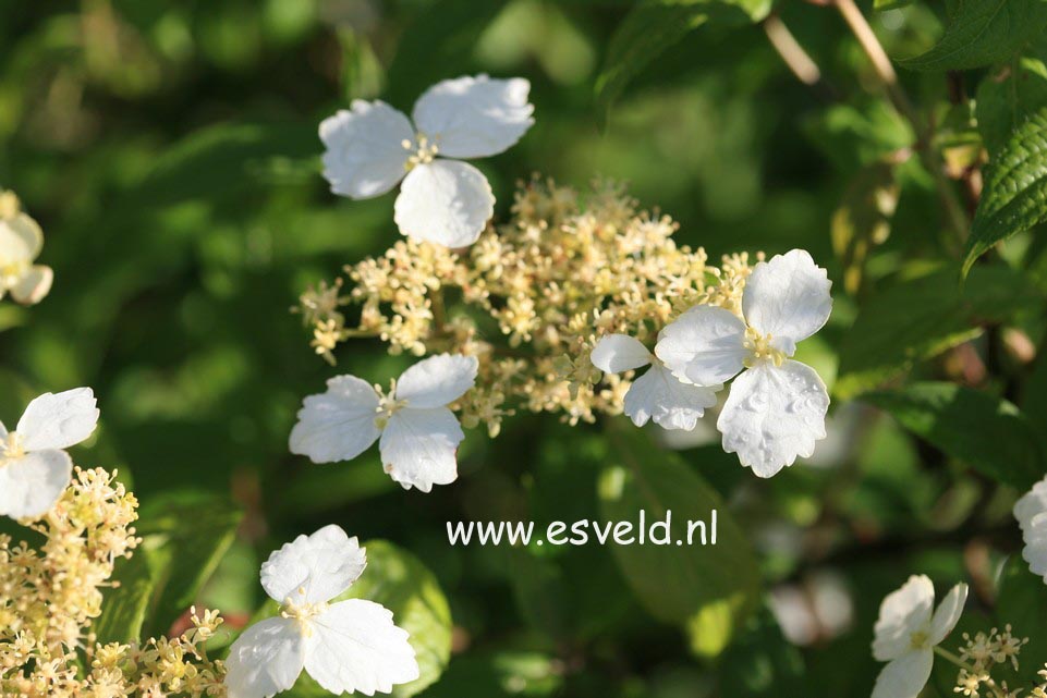 Hydrangea scandens chinensis f. macrosepala