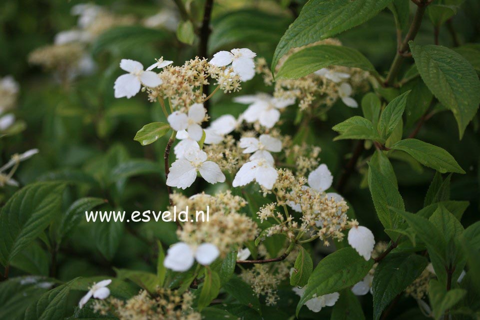 Hydrangea scandens chinensis f. macrosepala