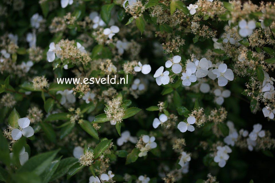 Hydrangea scandens