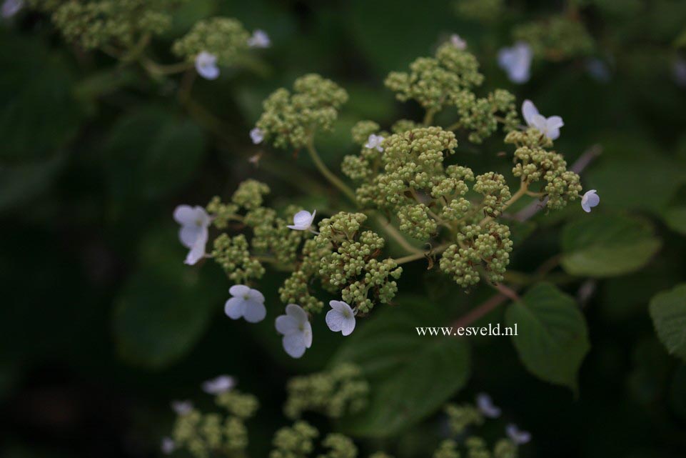 Hydrangea aspera 'Elegant White'