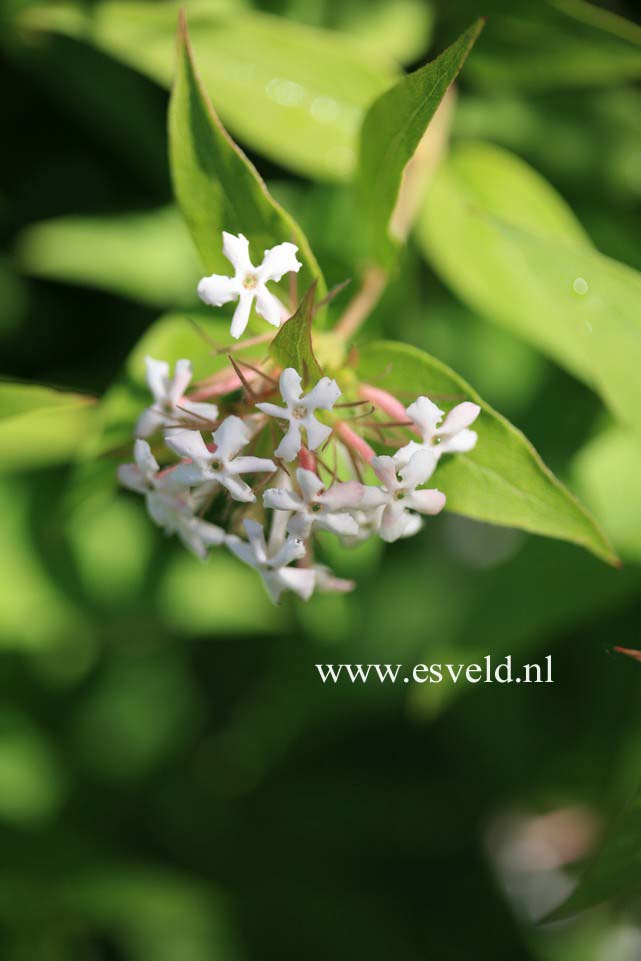 Abelia triflora