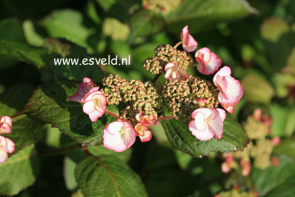 Hydrangea macrophylla 'Sandra'