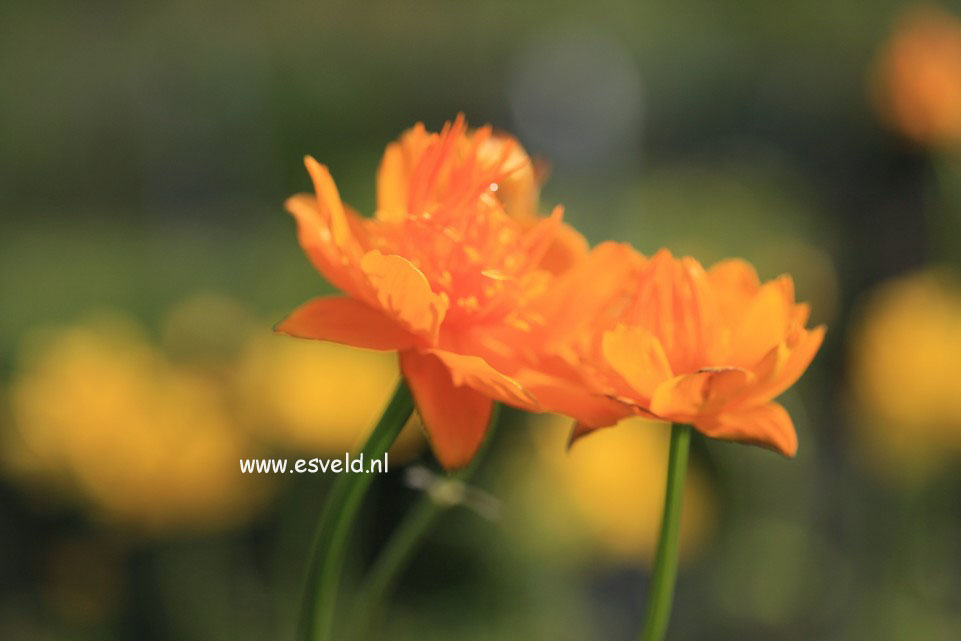 Trollius chinensis 'Golden Queen'