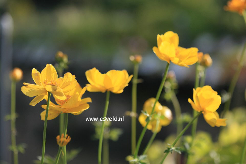 Trollius 'Lemon Queen'