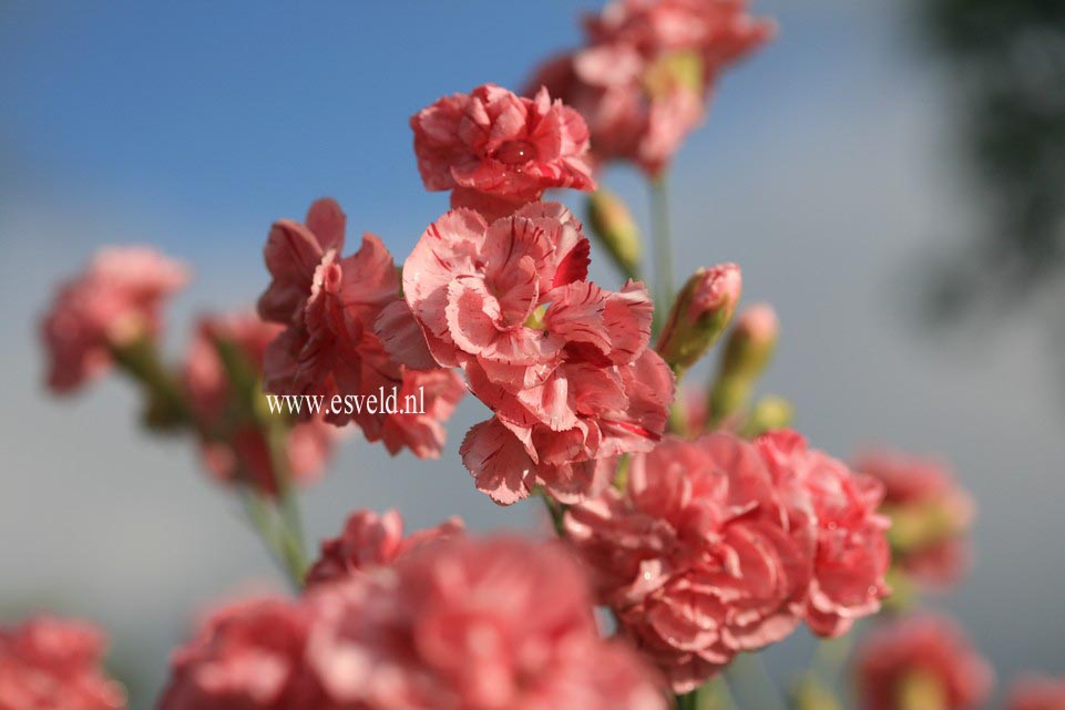 Dianthus allwoodii 'Helen'