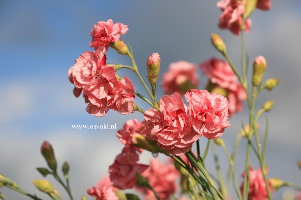 Dianthus allwoodii 'Helen'