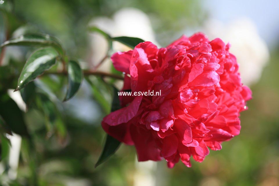 Paeonia 'Asa Gray'