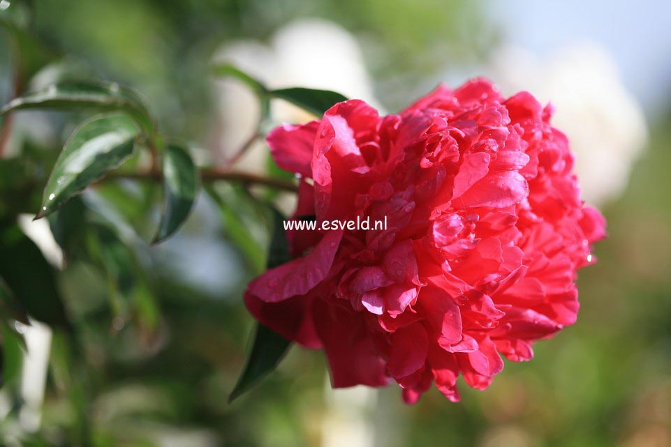 Paeonia 'Asa Gray'