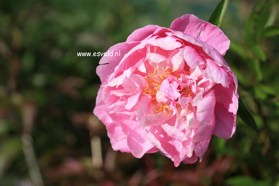 Paeonia 'Gayborder June'