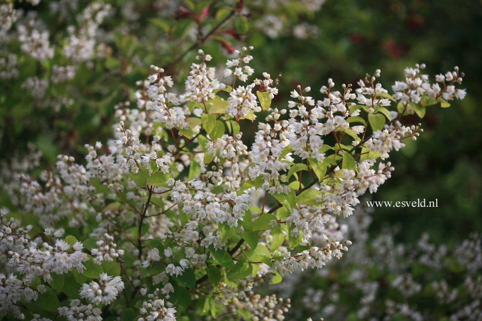 Deutzia schneideriana