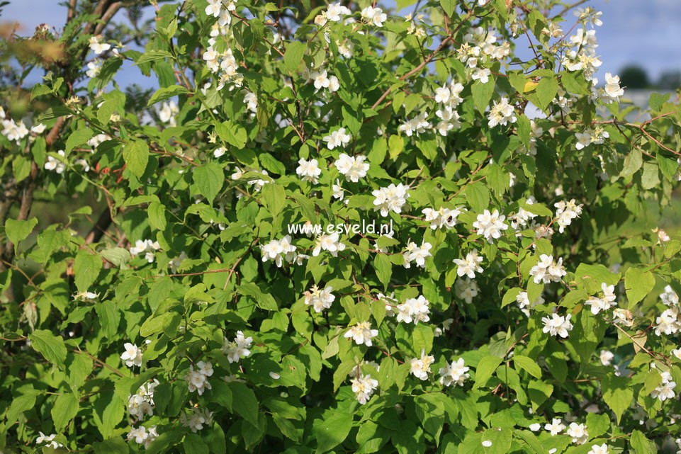 Philadelphus triflorus