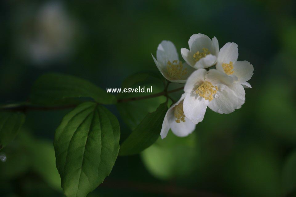 Philadelphus lewisii 'Waterton'