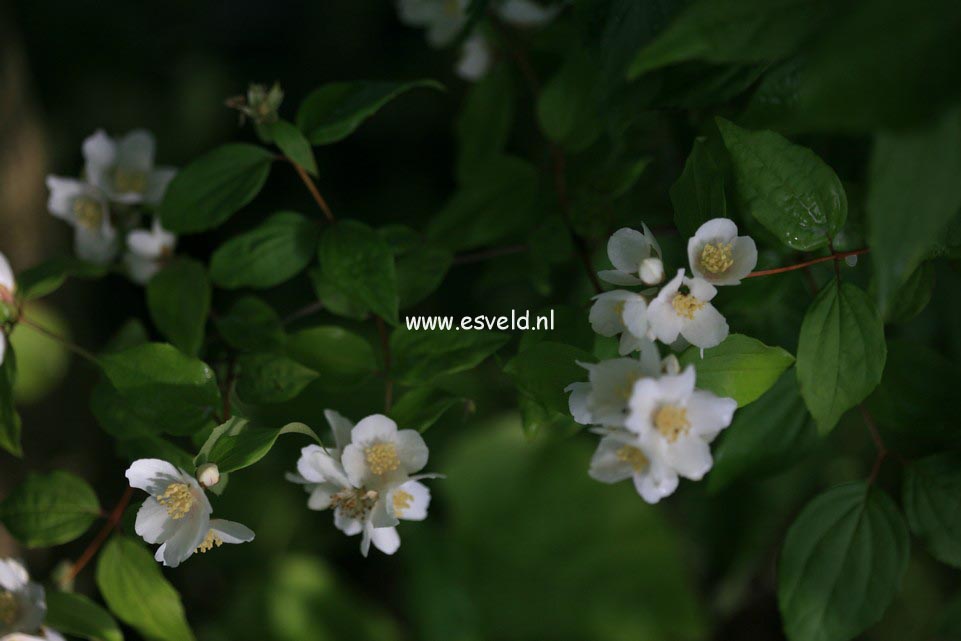 Philadelphus lewisii 'Waterton'