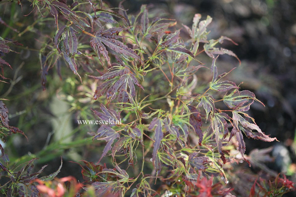 Acer palmatum 'Manyoh no sato'