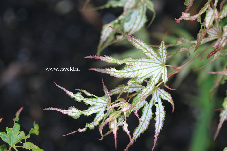 Acer palmatum 'First Ghost'