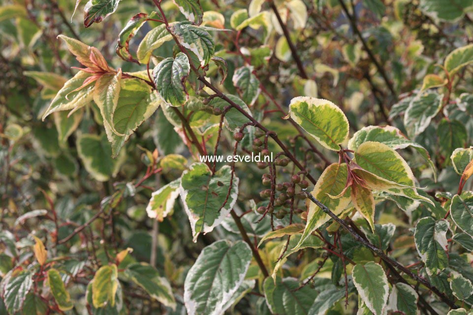 Stachyurus chinensis 'Magpie'