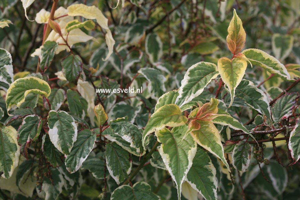 Stachyurus chinensis 'Magpie'